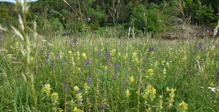 Blumenwiese