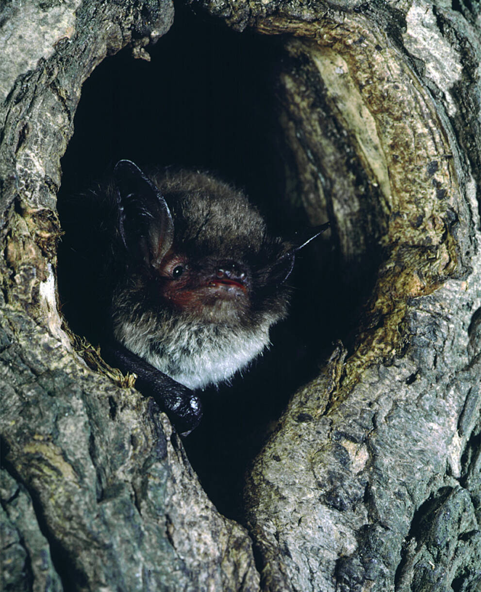 Wasserfledermaus